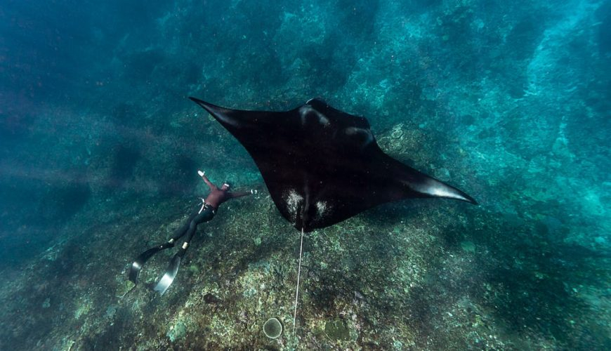 Manta Point In Maldives