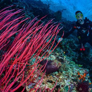 Price of Scuba diving In Maldives