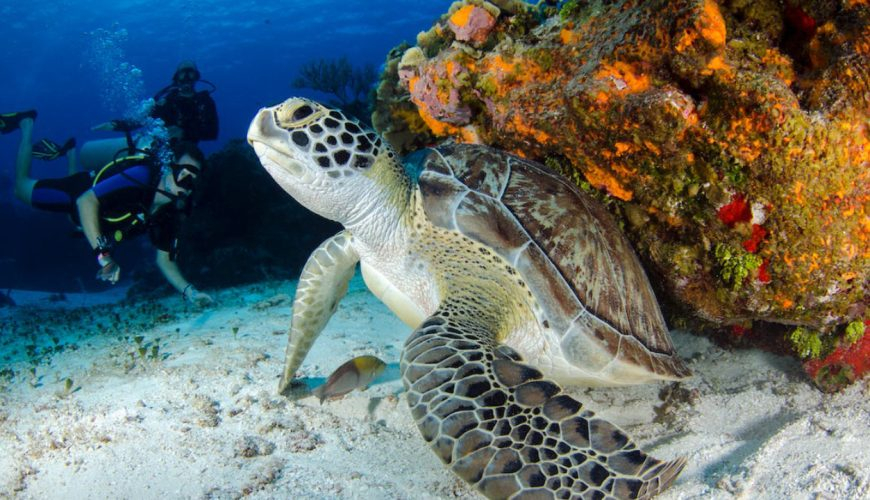 Scuba Diving in Maldives