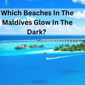 Which Beaches In The Maldives Glow In The Dark? 