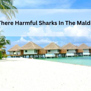 Are There Harmful Sharks In The Maldives?