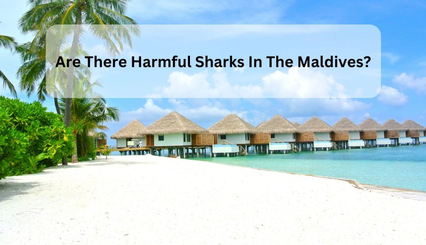 Are There Harmful Sharks In The Maldives?