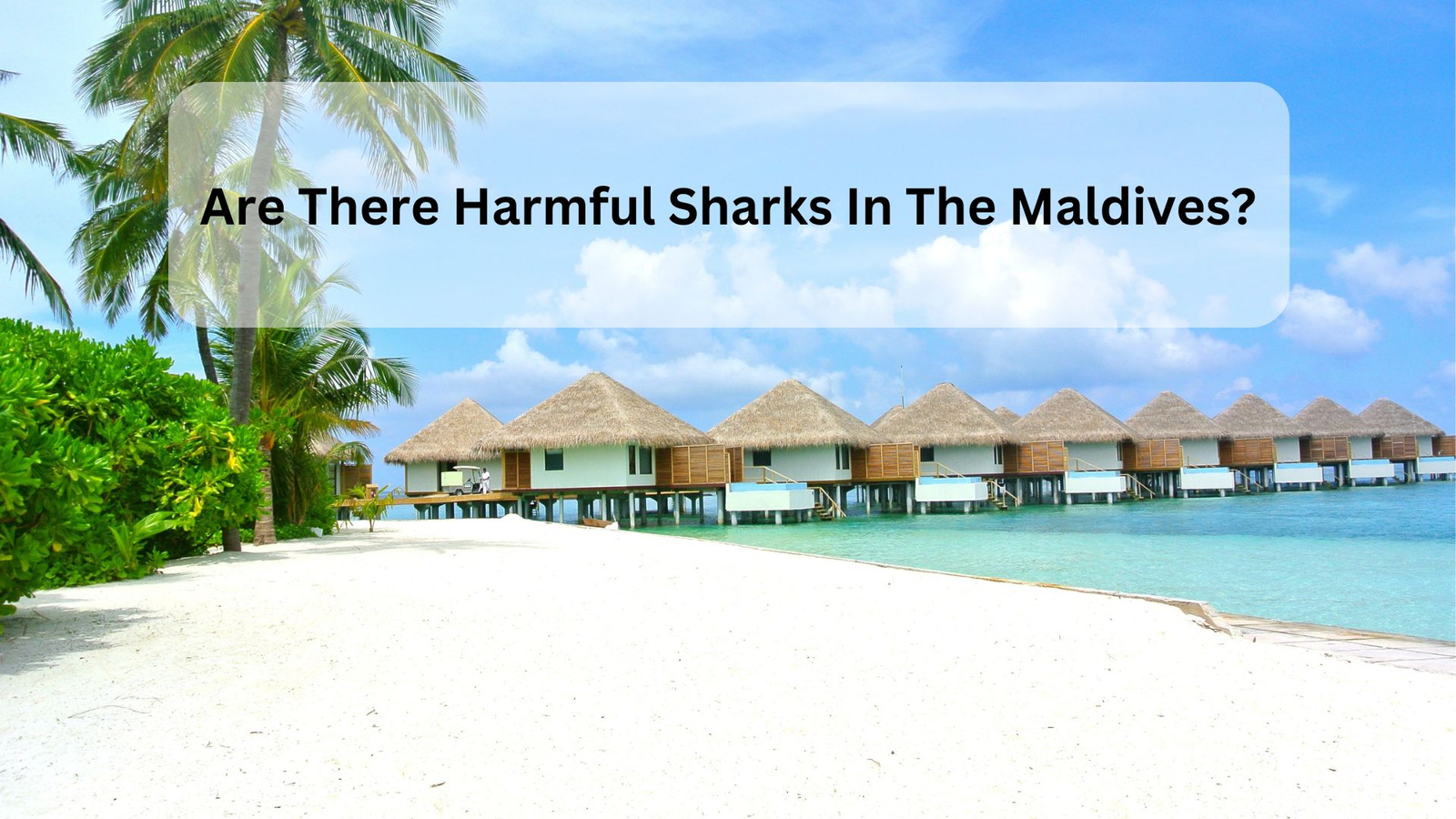Are There Harmful Sharks In The Maldives?