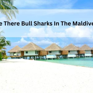 Are There Bull Sharks In The Maldives?