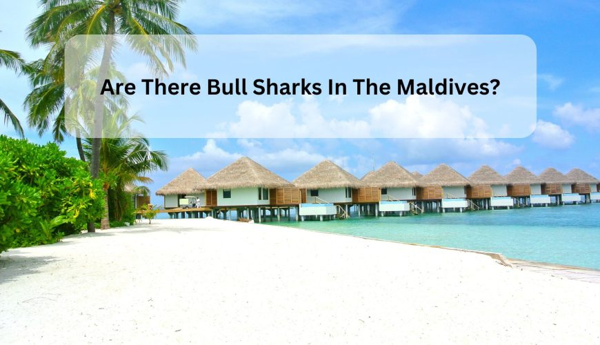 Are There Bull Sharks In The Maldives?