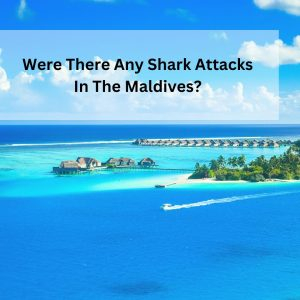 Were There Any Shark Attacks In The Maldives?