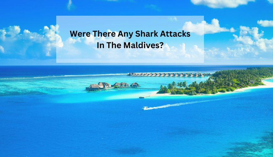 Were There Any Shark Attacks In The Maldives?