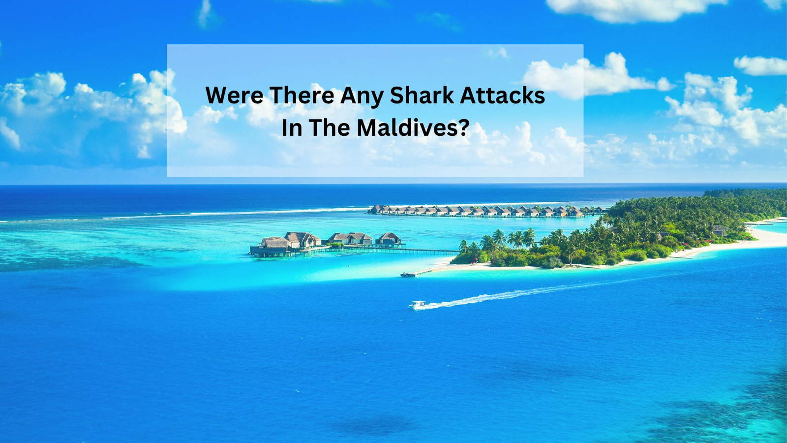 Were There Any Shark Attacks In The Maldives?